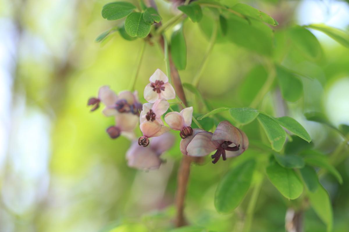 AKEBIA QUINATA EXTRACT