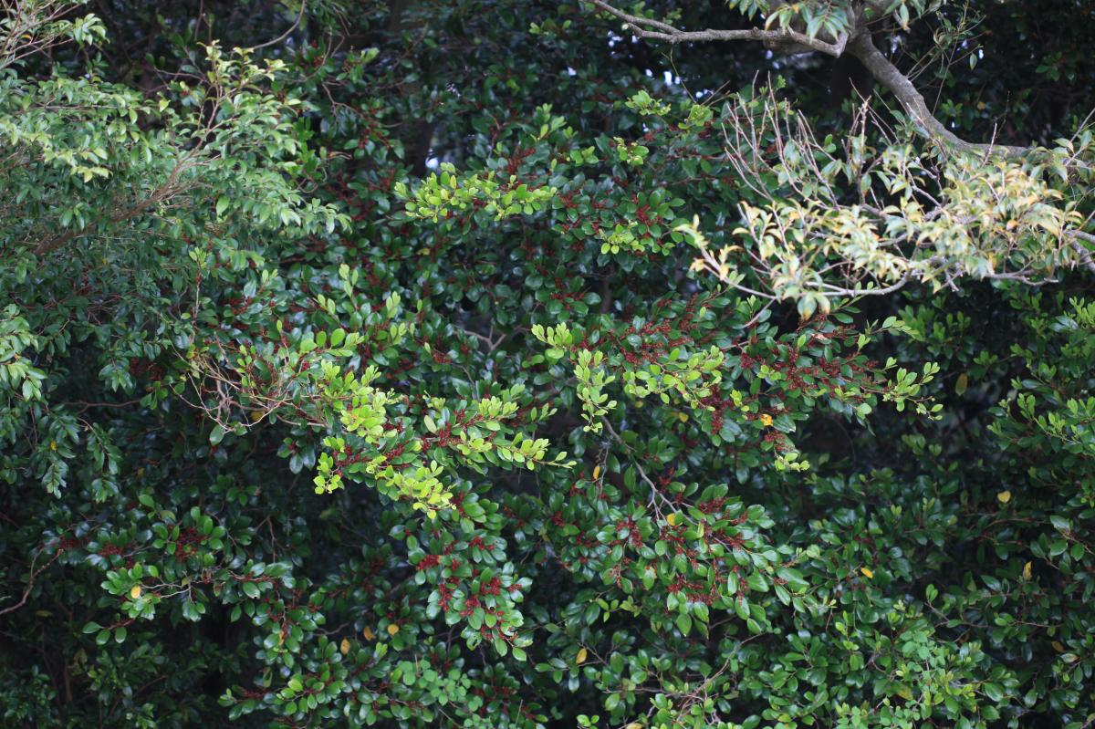DISTYLIUM RACEMOSUM BRANCH/LEAF EXTRACT