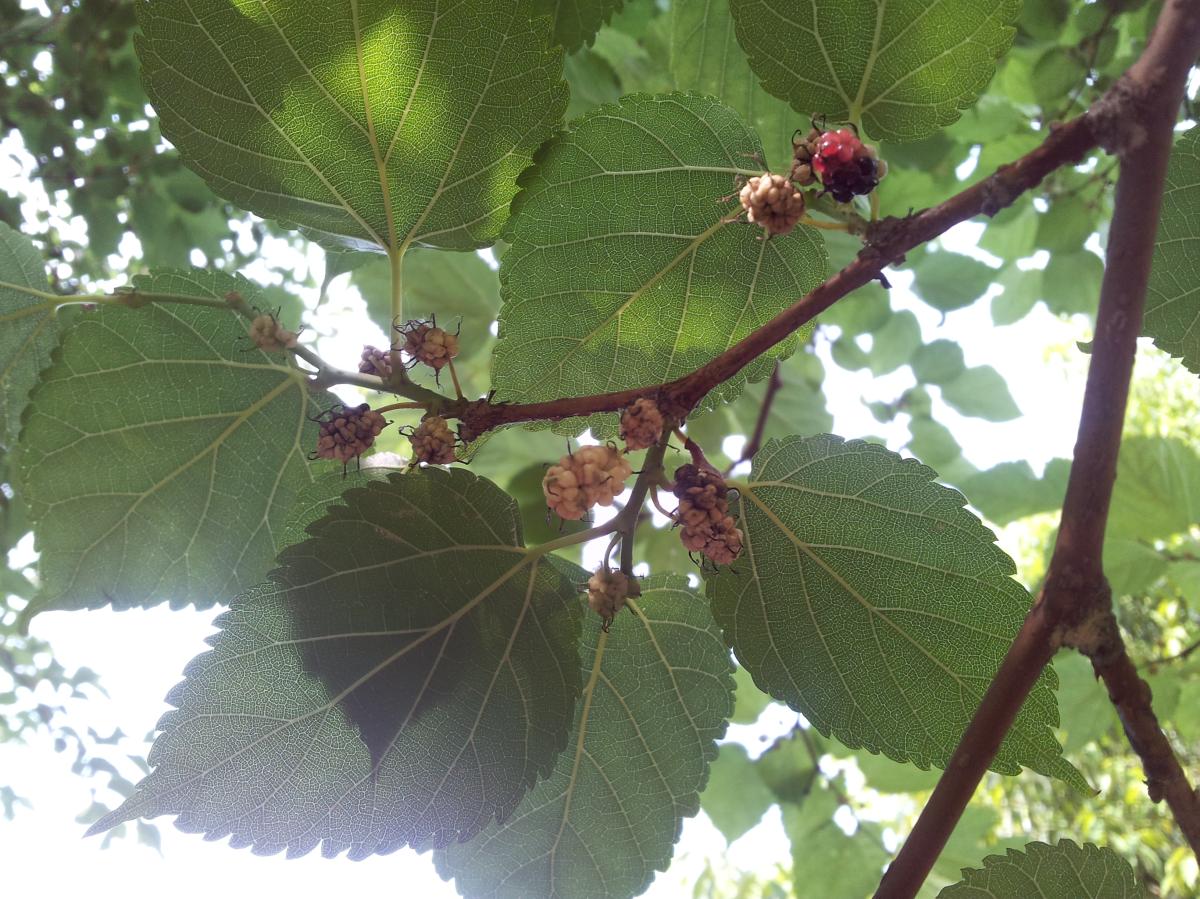 MORUS ALBA FRUIT EXTRACT