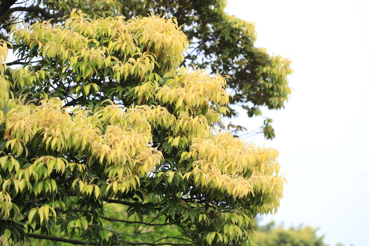 CASTANOPSIS CUSPIDATA EXTRACT