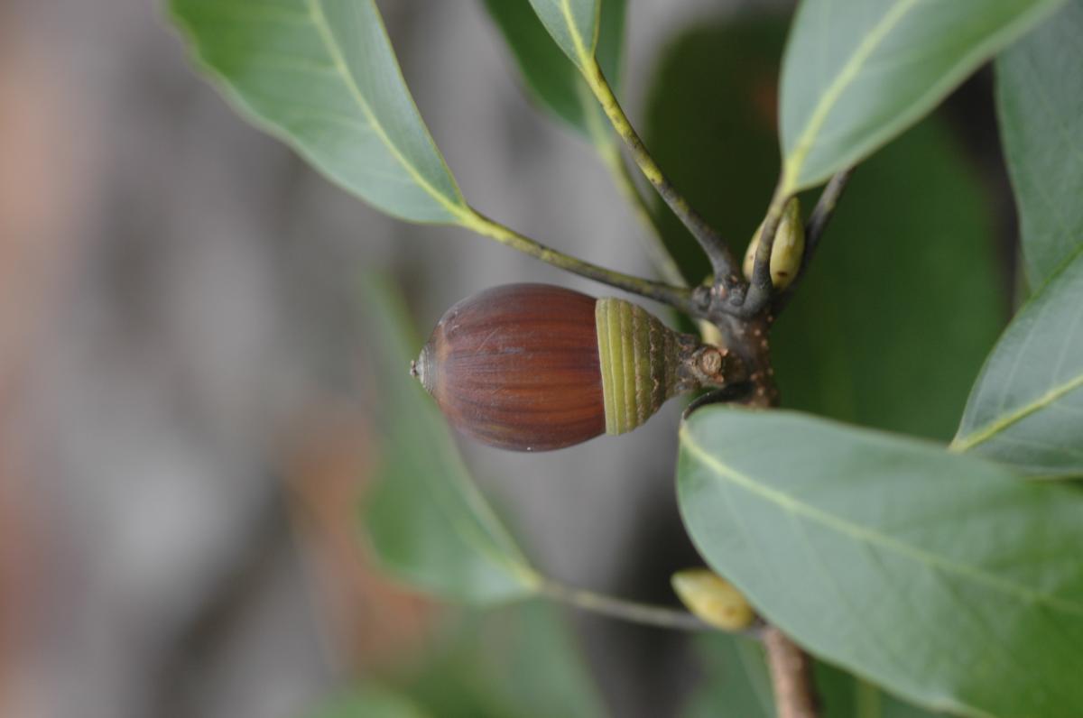 QUERCUS GLAUCA BRANCH/LEAF EXTRACT