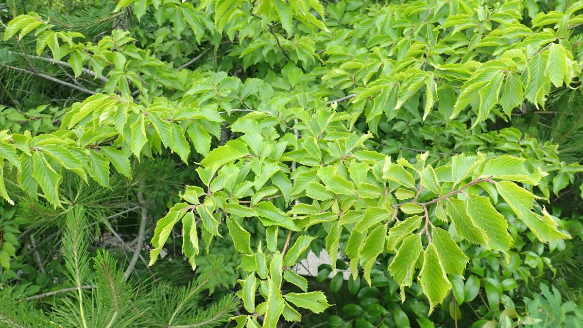 CARPINUS TSCHONOSKII LEAF EXTRACT