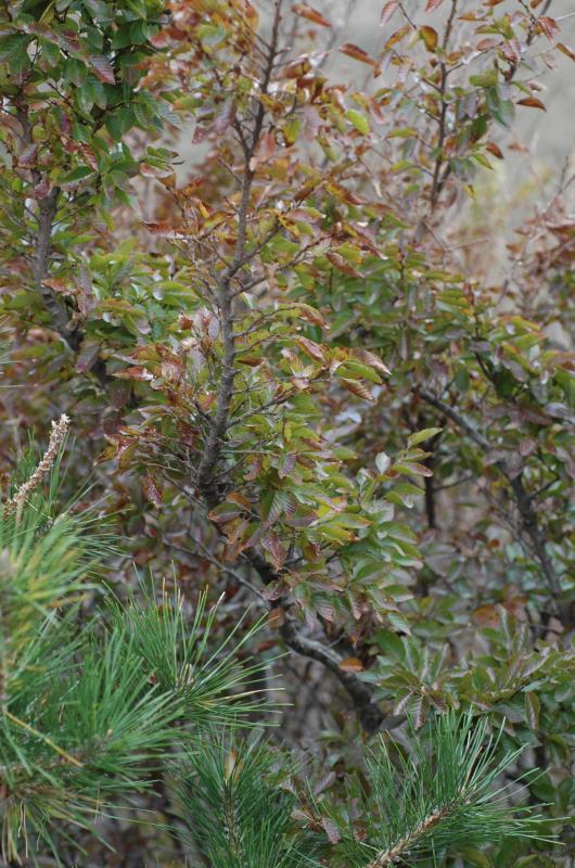 CARPINUS TURCZANINOWII EXTRACT