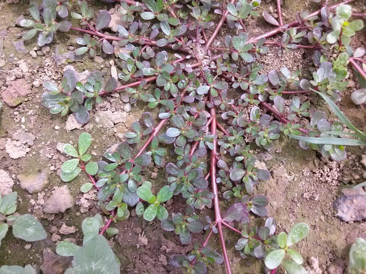 PORTULACA OLERACEA EXTRACT