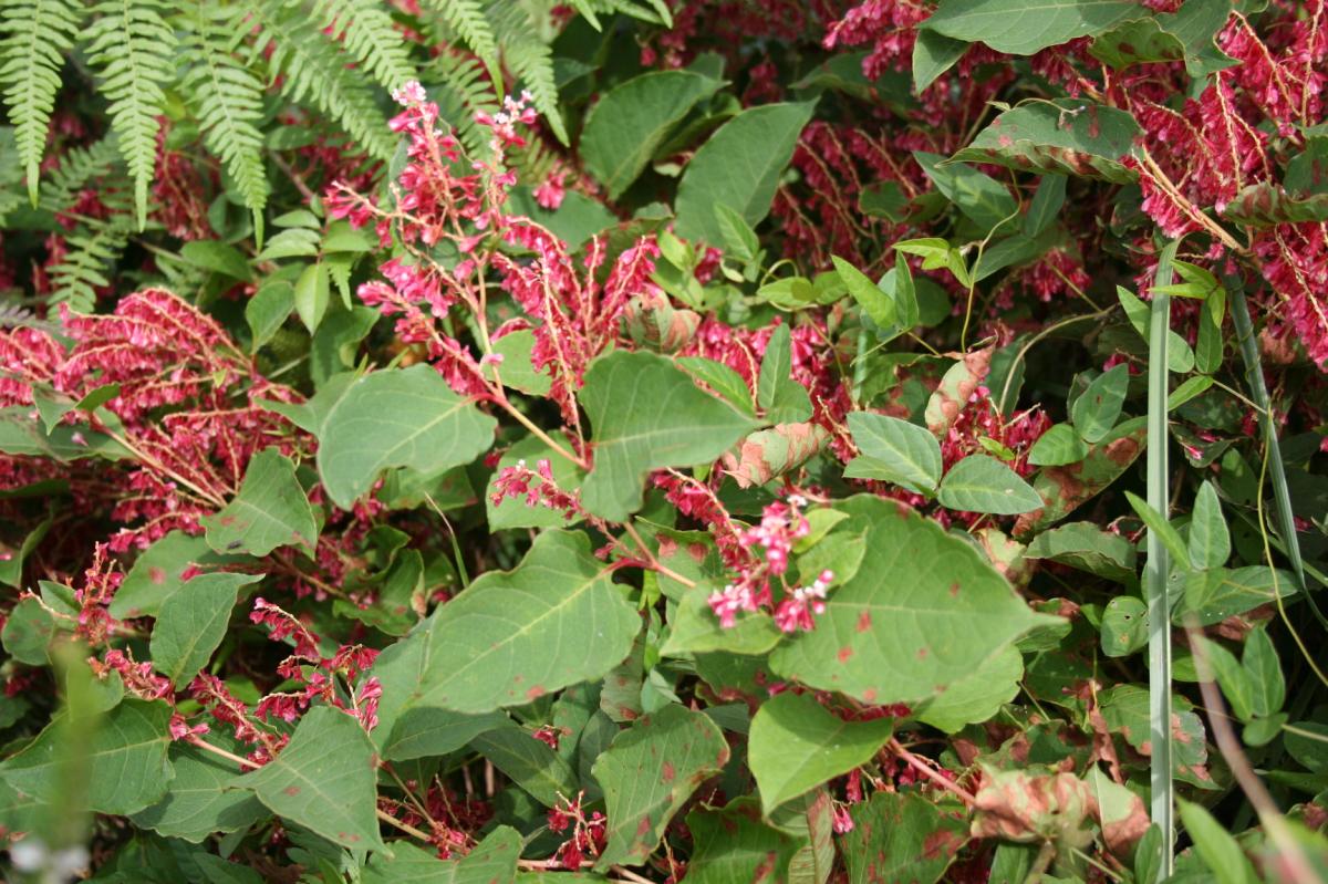 POLYGONUM CUSPIDATUM ROOT EXTRACT