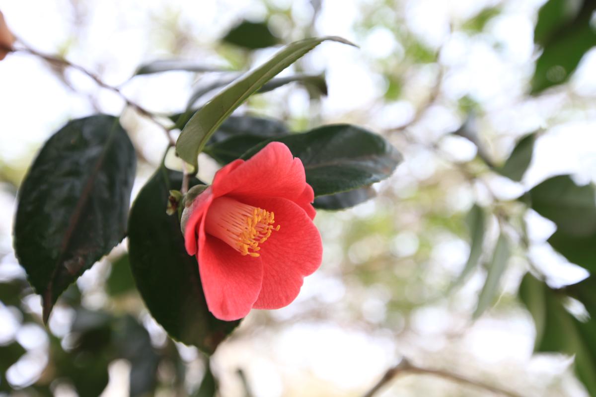 CAMELLIA JAPONICA FLOWER EXTRACT
