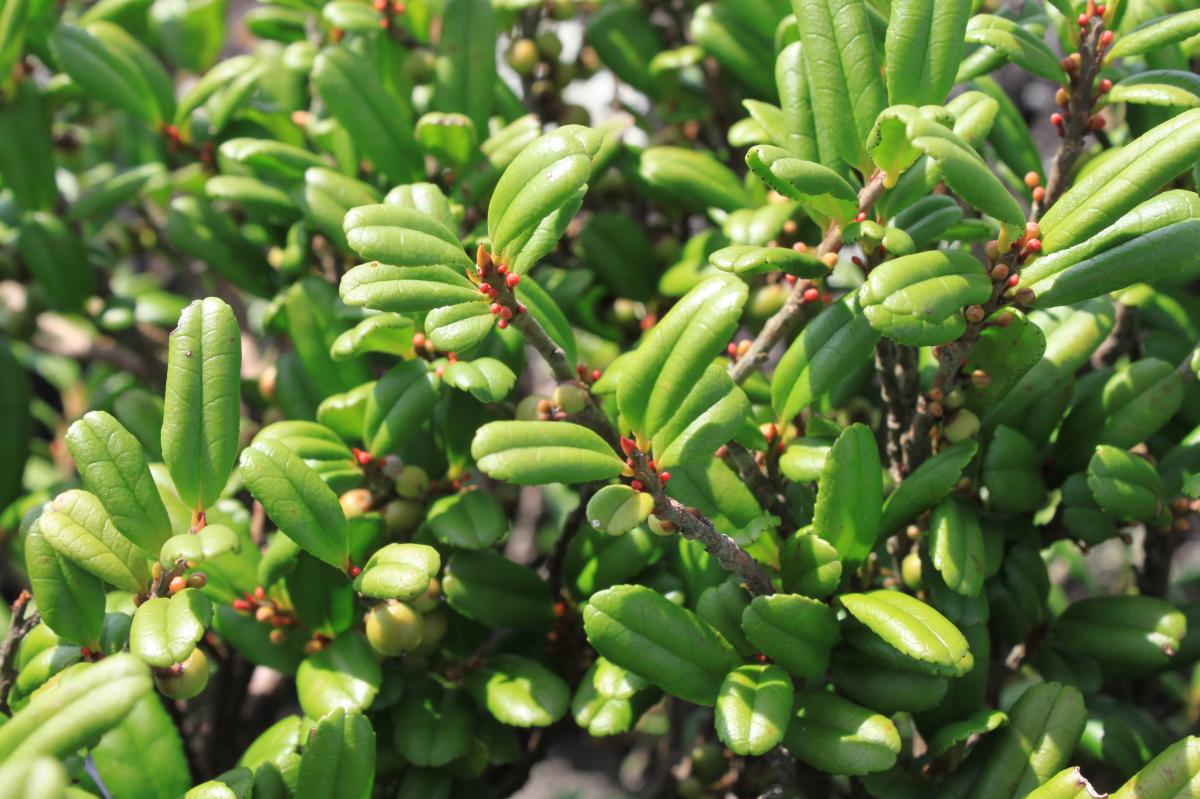 EURYA EMARGINATA LEAF/TWIG EXTRACT