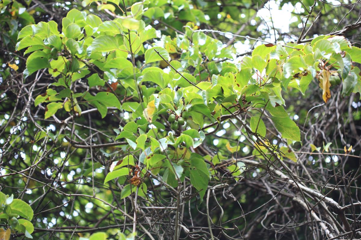 ACTINIDIA CHINENSIS (KIWI) FRUIT EXTRACT