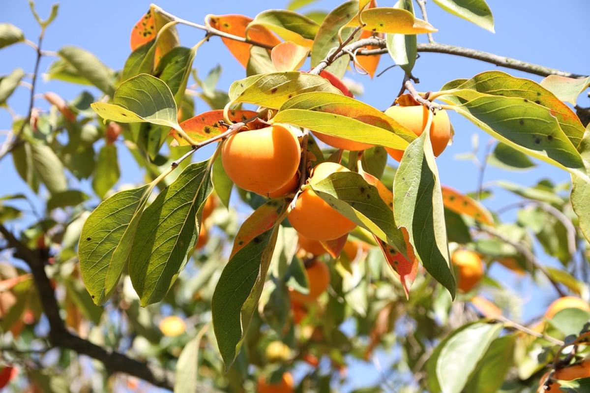 DIOSPYROS KAKI LEAF EXTRACT