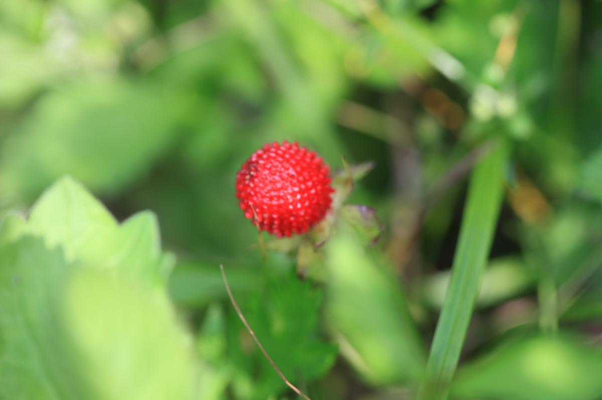 FRAGARIA INDICA EXTRACT