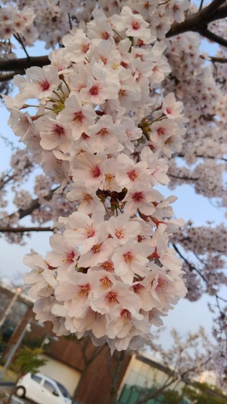PRUNUS YEDOENSIS BRANCH/LEAF EXTRACT