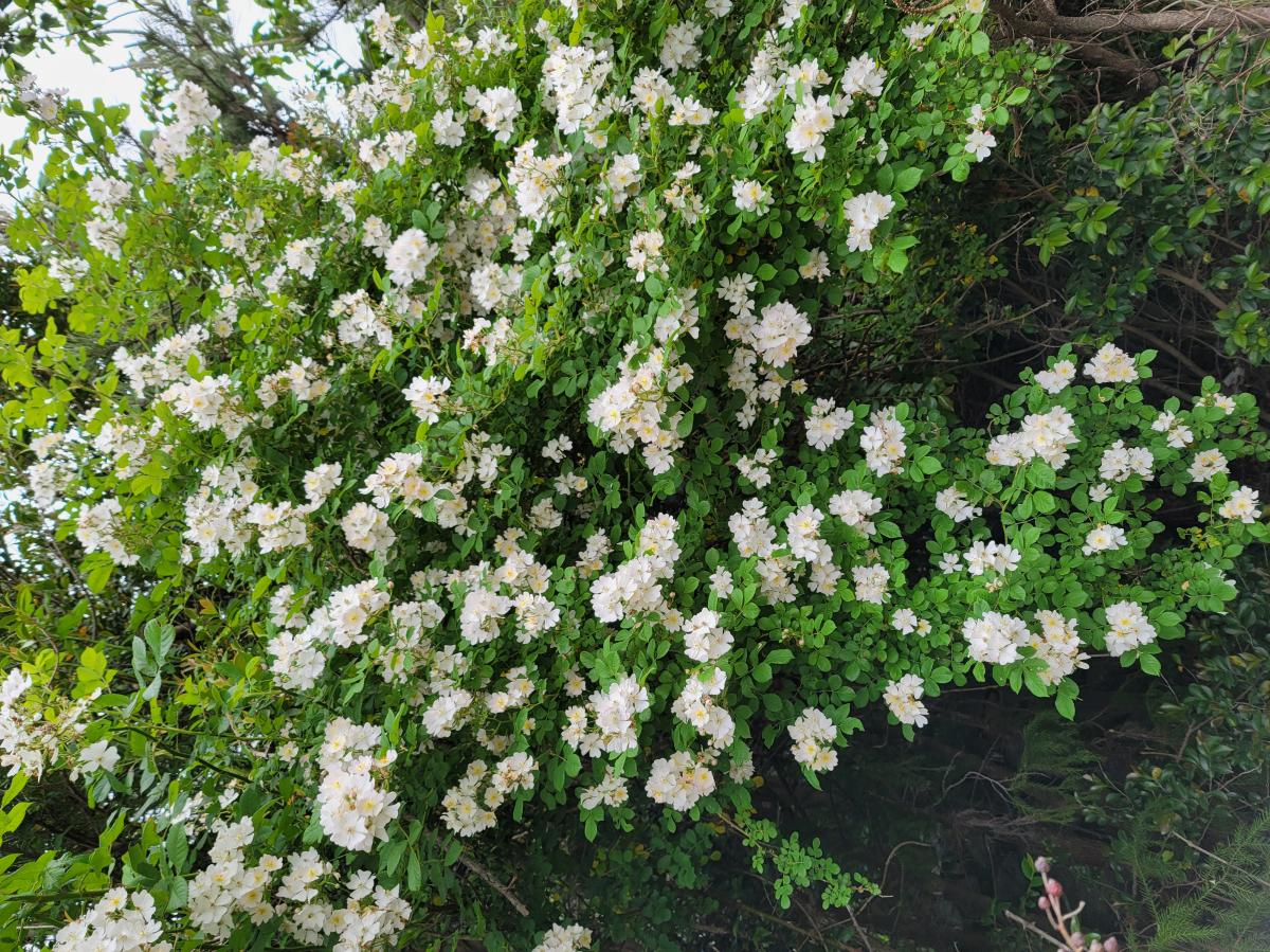 ROSA MULTIFLORA SEED OIL