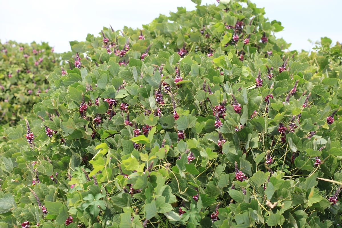 PUERARIA LOBATA ROOT EXTRACT