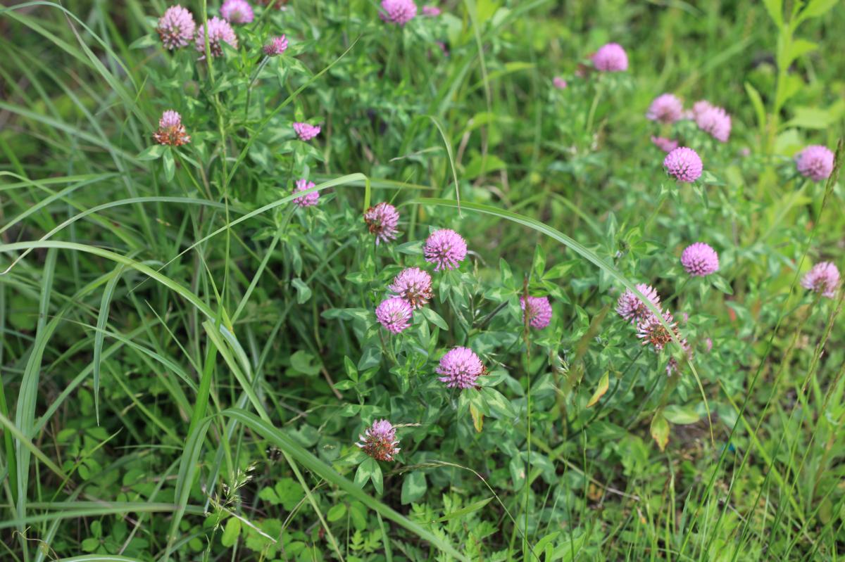 TRIFOLIUM PRATENSE (CLOVER) FLOWER EXTRACT