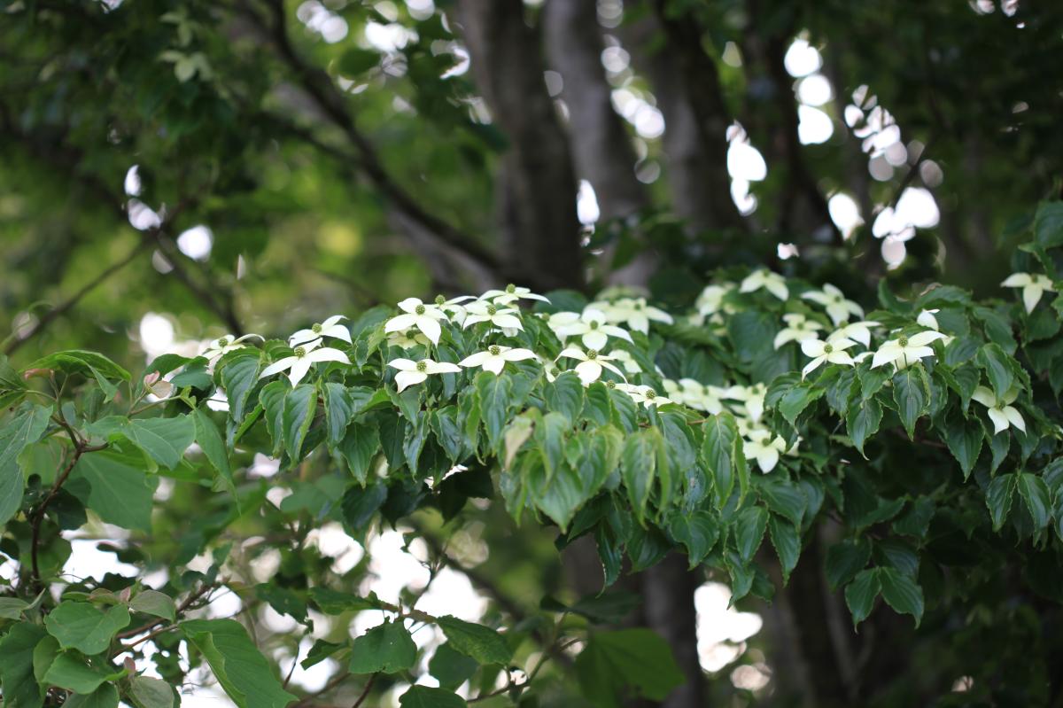 CORNUS KOUSA EXTRACT