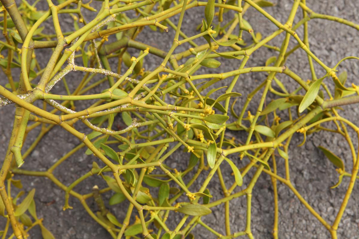 VISCUM ALBUM (MISTLETOE) EXTRACT