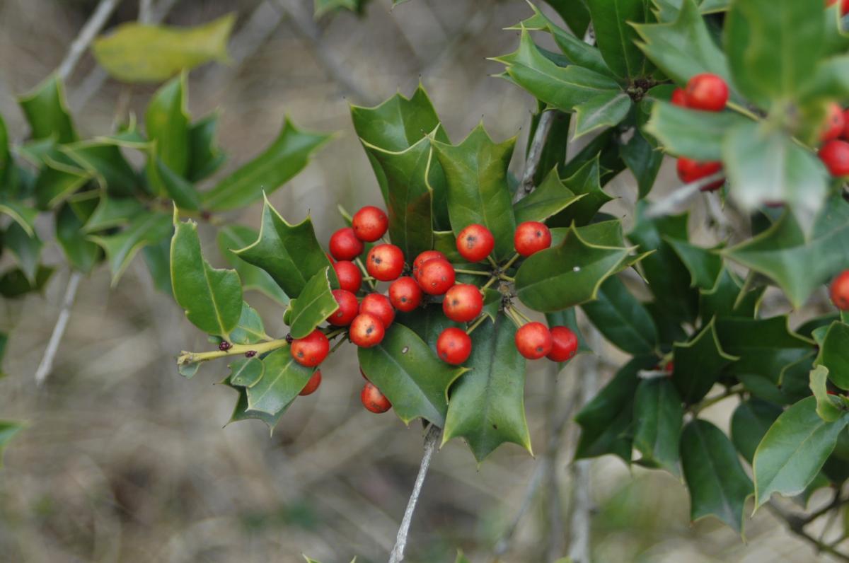 ILEX CORNUTA EXTRACT
