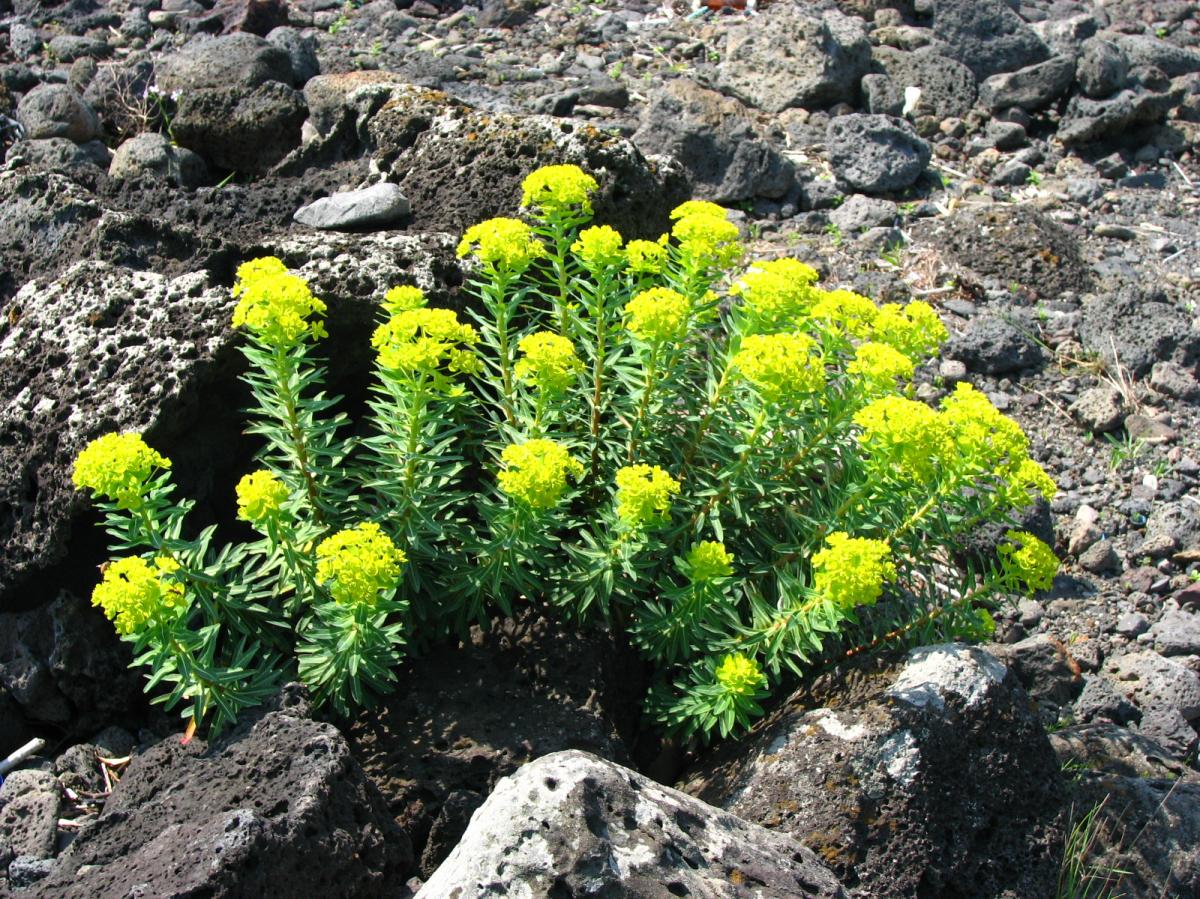 EUPHORBIA JOLKINI EXTRACT