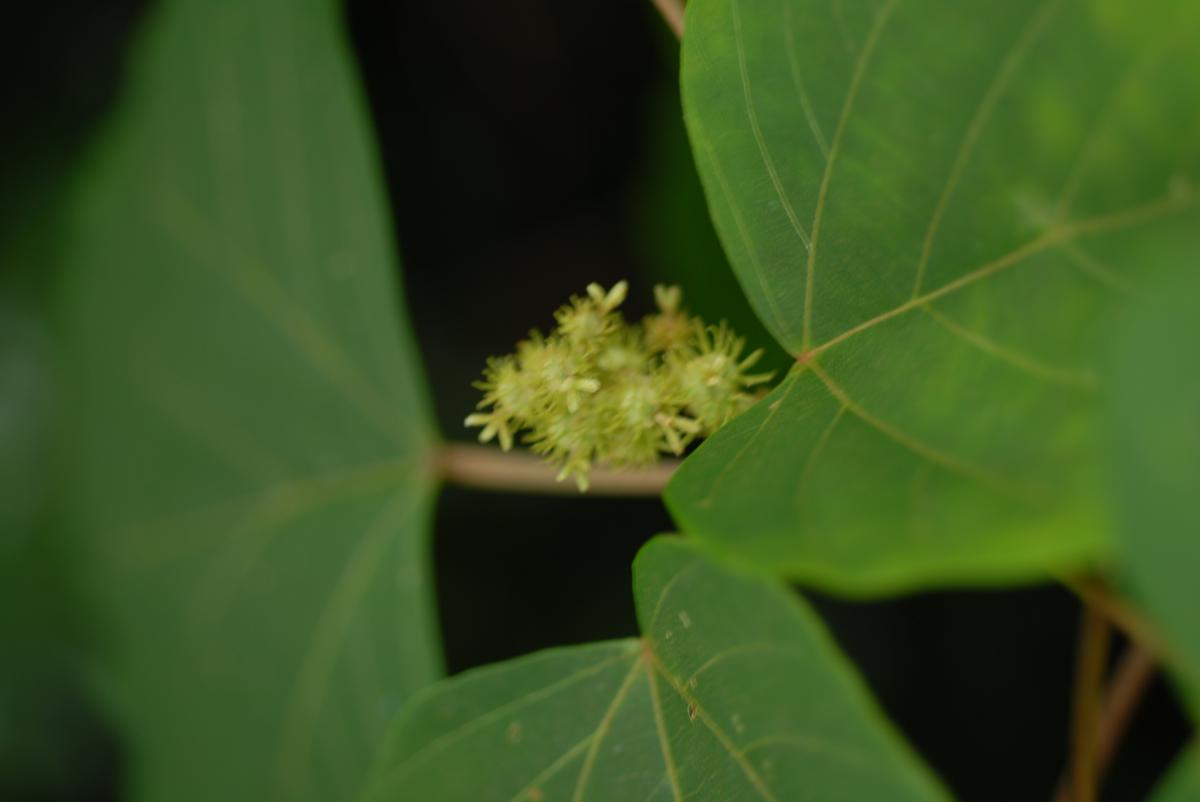 MALLOTUS JAPONICUS LEAF EXTRACT