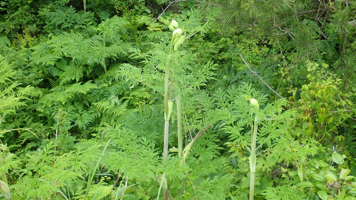ANGELICA DAHURICA EXTRACT