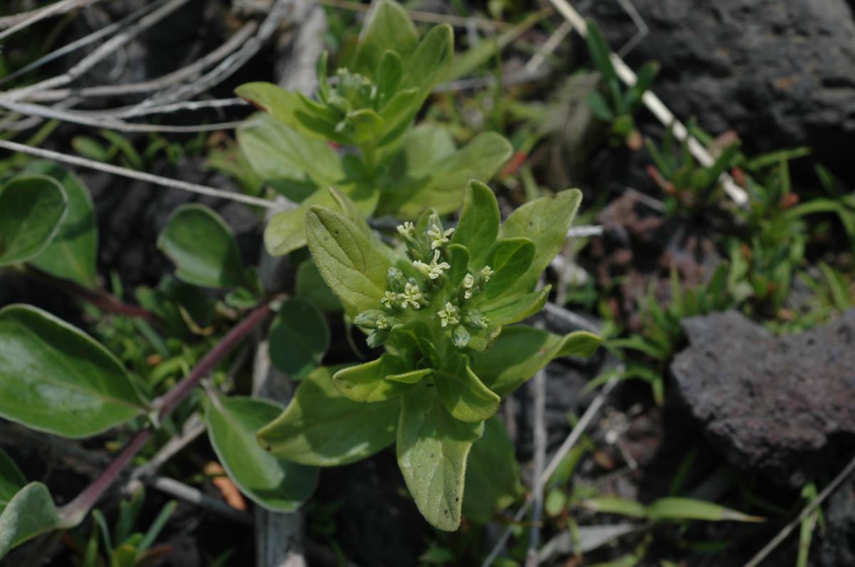 MESSERSCHMIDIA SIBIRICA EXTRACT