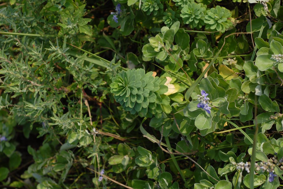 VITEX TRIFOLIA FRUIT EXTRACT