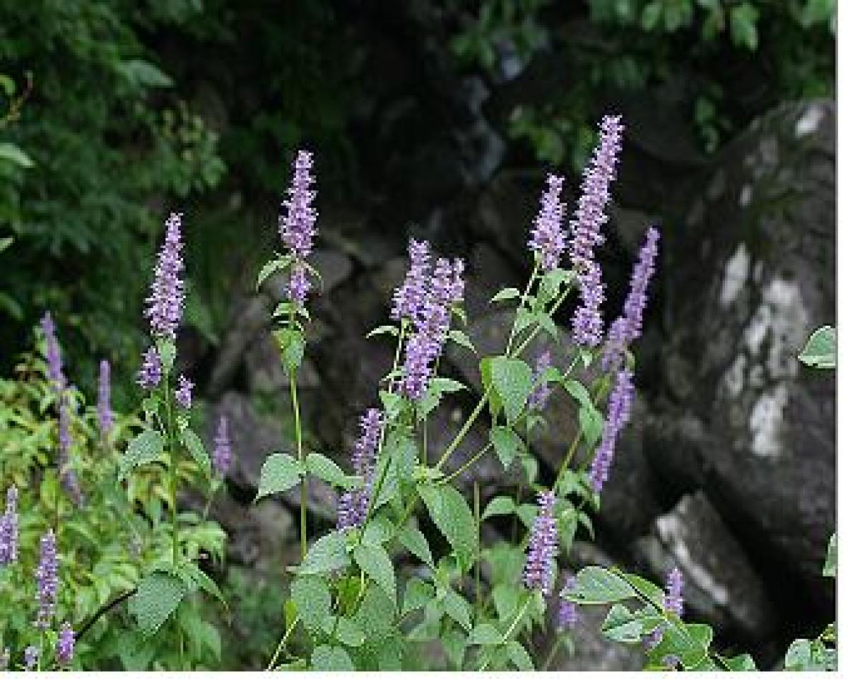 AGASTACHE RUGOSA EXTRACT