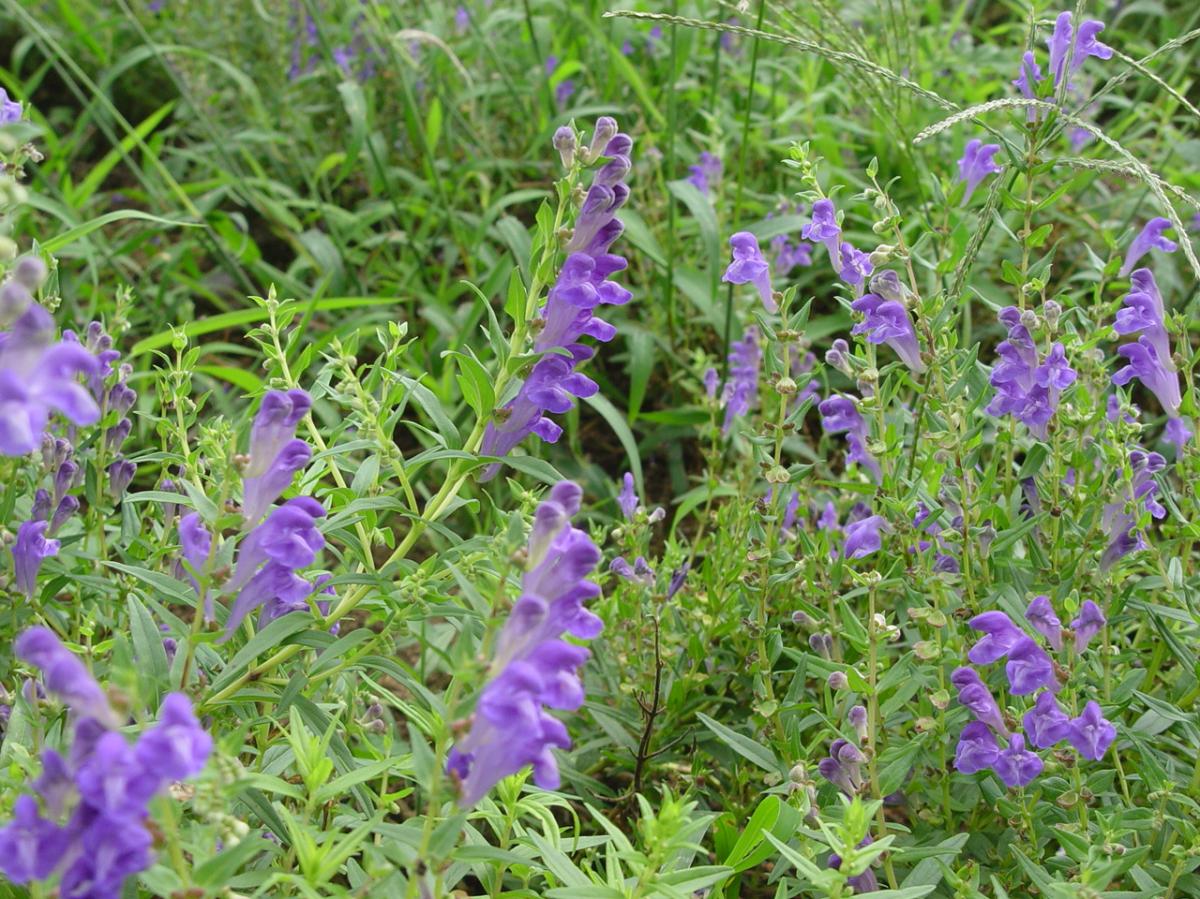SCUTELLARIA BAICALENSIS ROOT EXTRACT