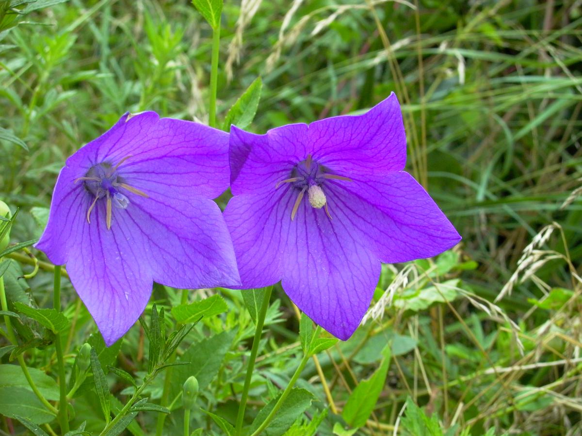 PLATYCODON GRANDIFLORUS ROOT EXTRACT