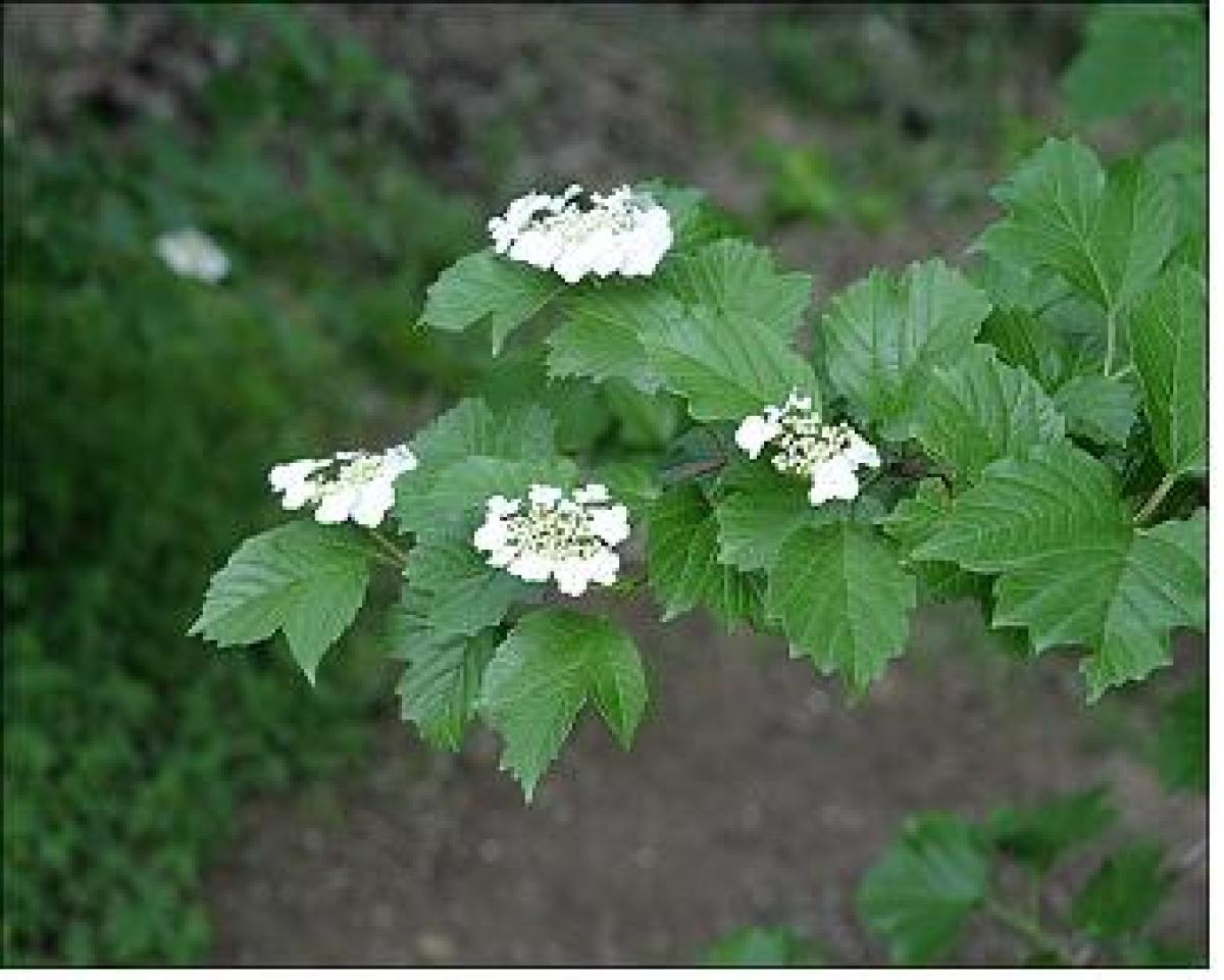 DEFATTED VIBURNUM OPULUS FLOWER EXTRACT