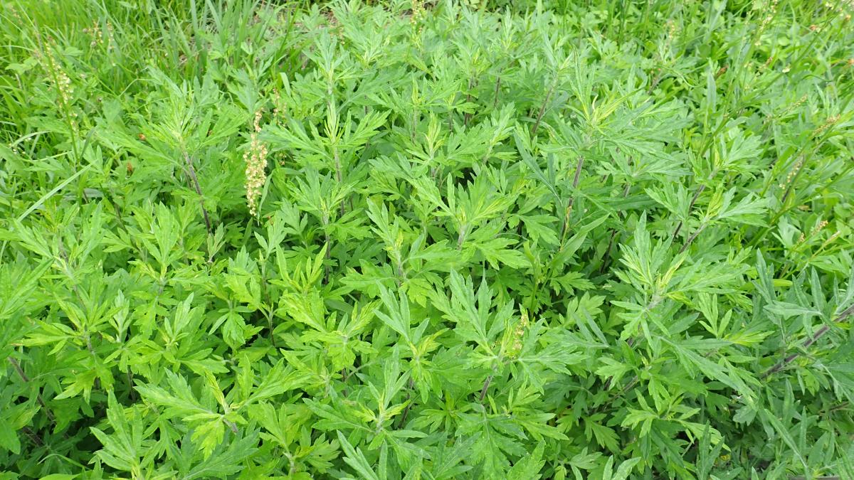ARTEMISIA ASIATICA EXTRACT