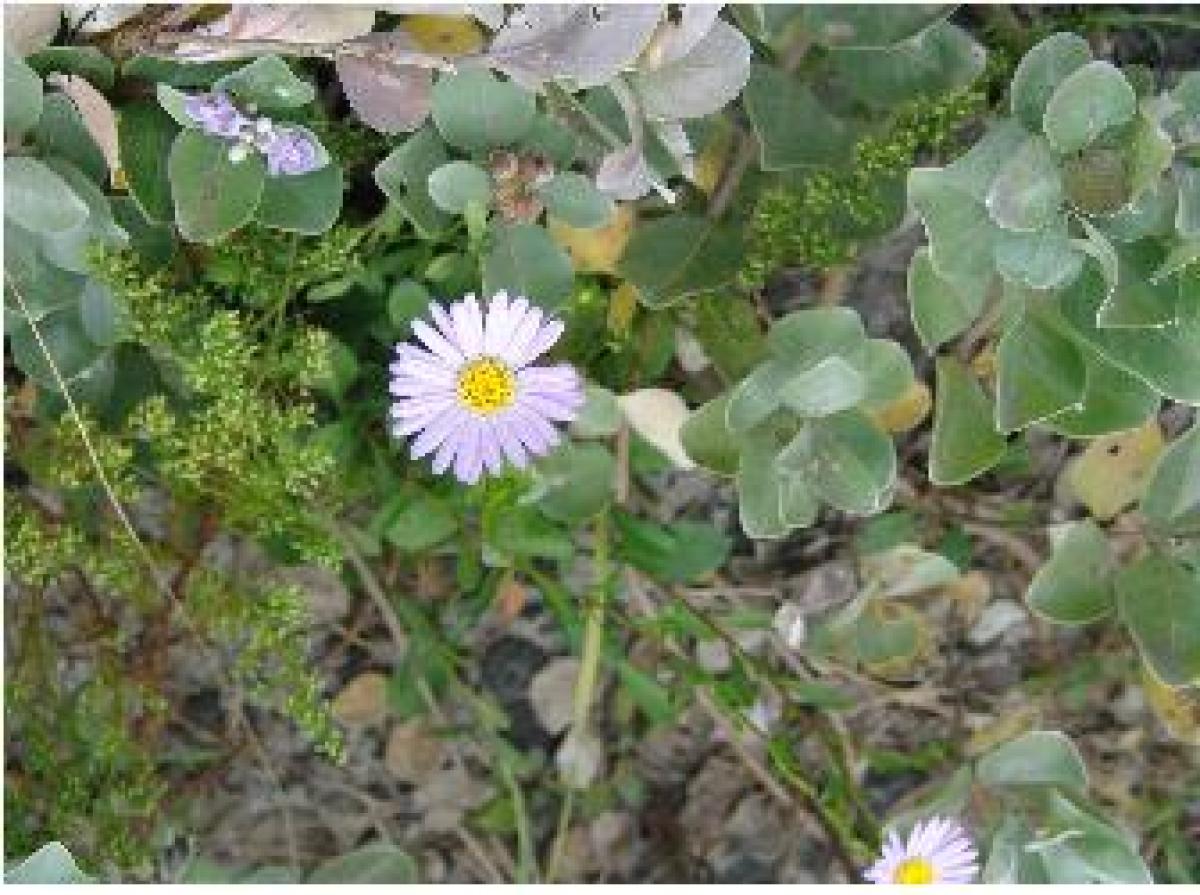 Aster spathulifolius Maxim