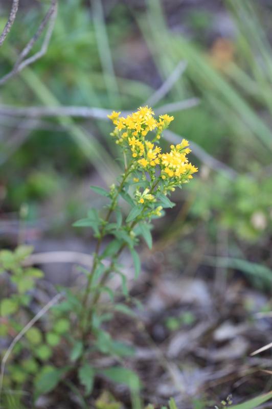 SOIDAGO VIRGAUREA (GOLDENROD) EXTRACT