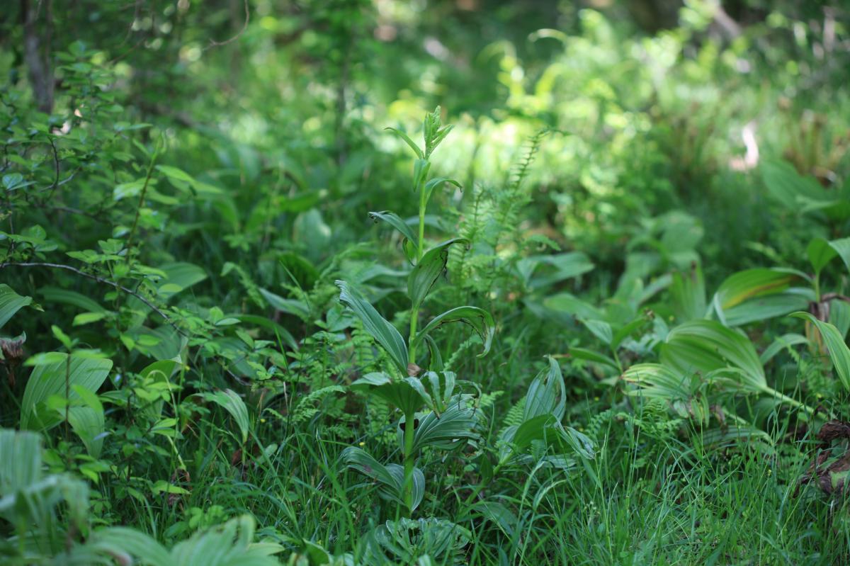 VERATRUM OXYSEPALUM EXTRACT