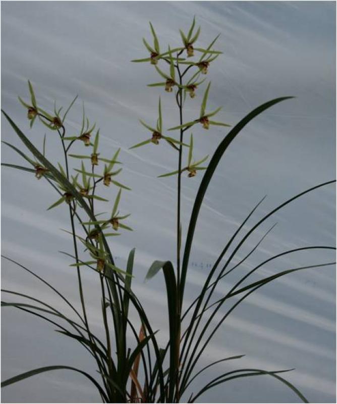 CYMBIDIUM KANRAN EXTRACT