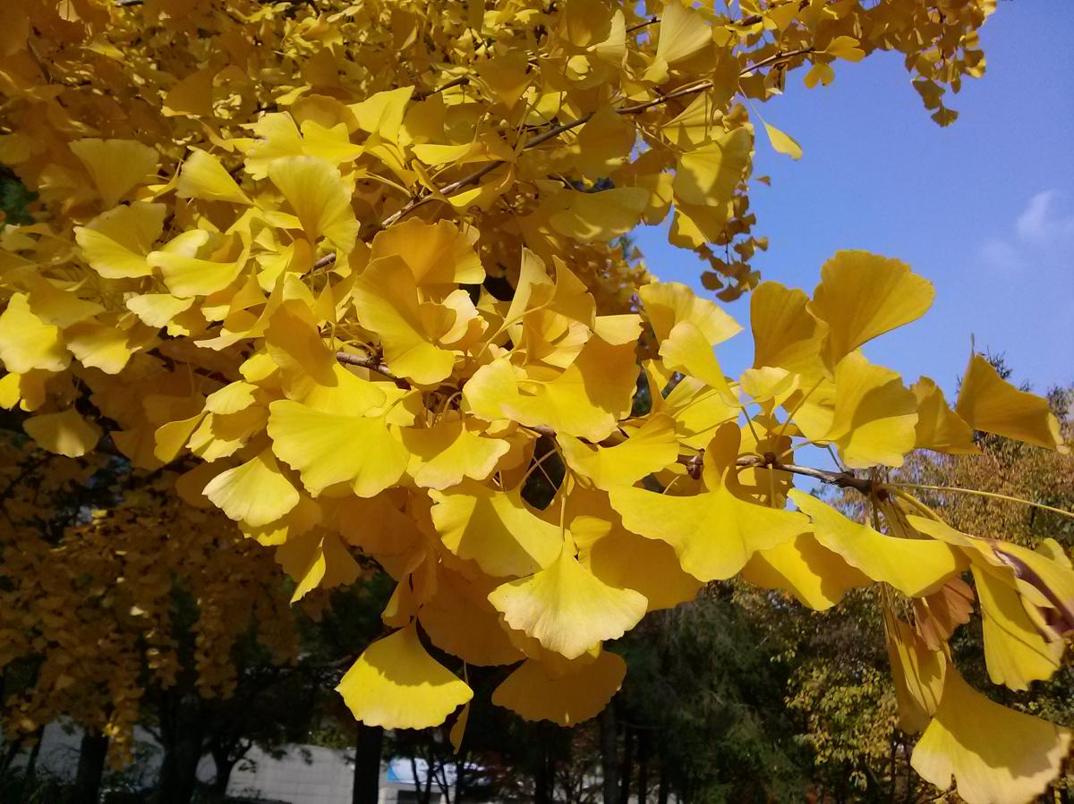 GINKGO BILOBA LEAF EXTRACT