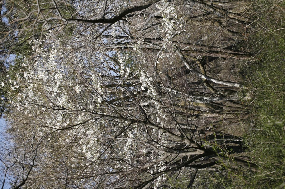 MAGNOLIA KOBUS BARK EXTRACT