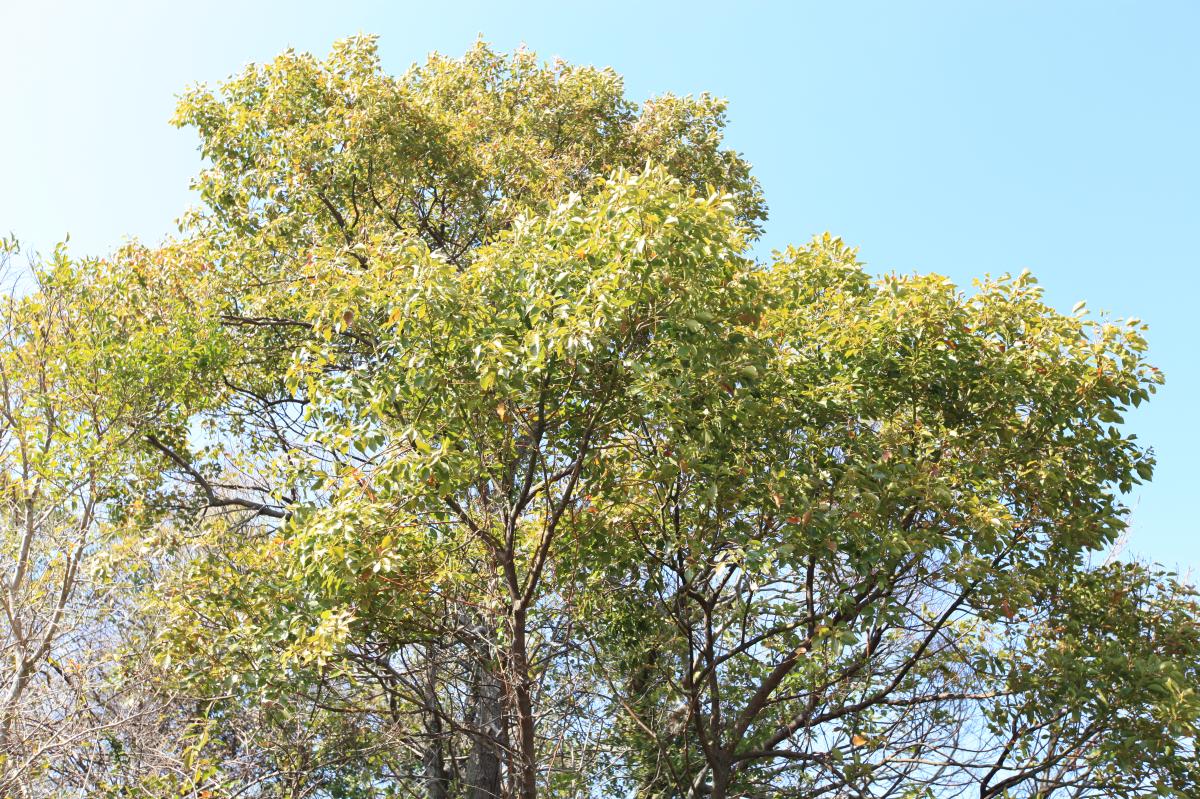 CINNAMOMUM CAMPHORA (CAMPHOR) BARK EXTRACT
