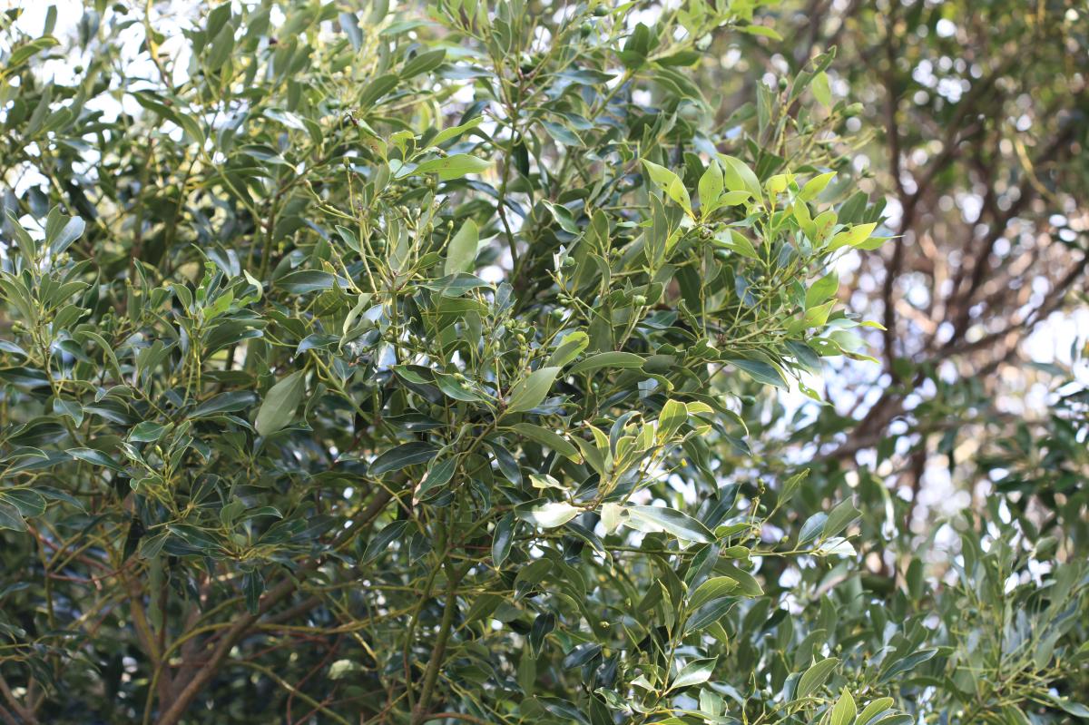 CINNAMOMUM JAPONICUM BARK EXTRACT
