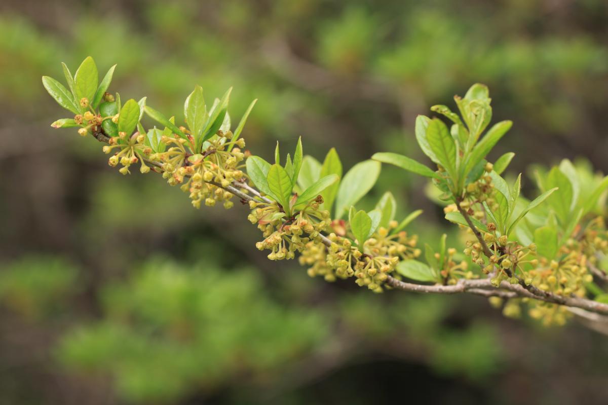 LINDERA ERYTHROCARPA ADVENTITIOUS ROOT EXTRACT