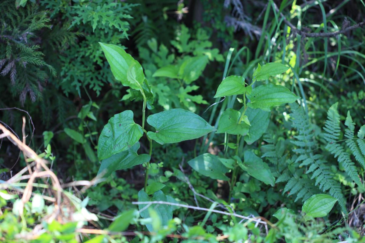 SAURURUS CHINENSIS EXTRACT