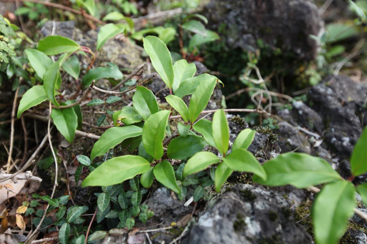 KADSURA JAPONICA BRANCH/FRUIT/LEAF EXTRACT