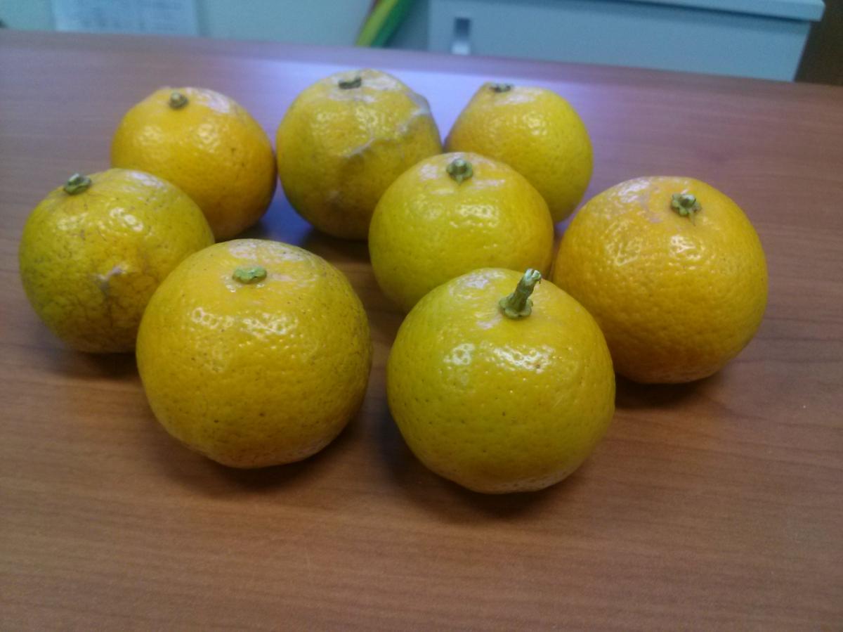 CITRUS SUNKI SEED EXTRACT