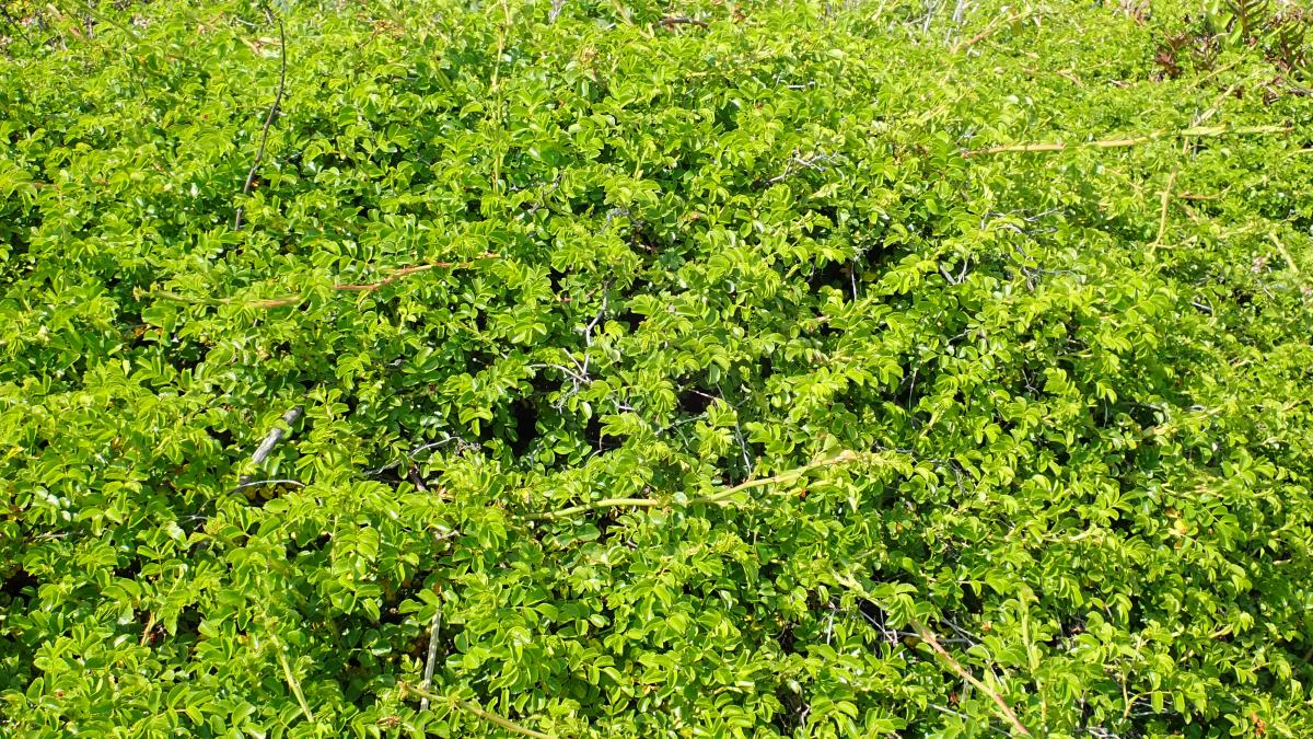 ROSA LUCIAE BRANCH/FLOWER/LEAF EXTRACT