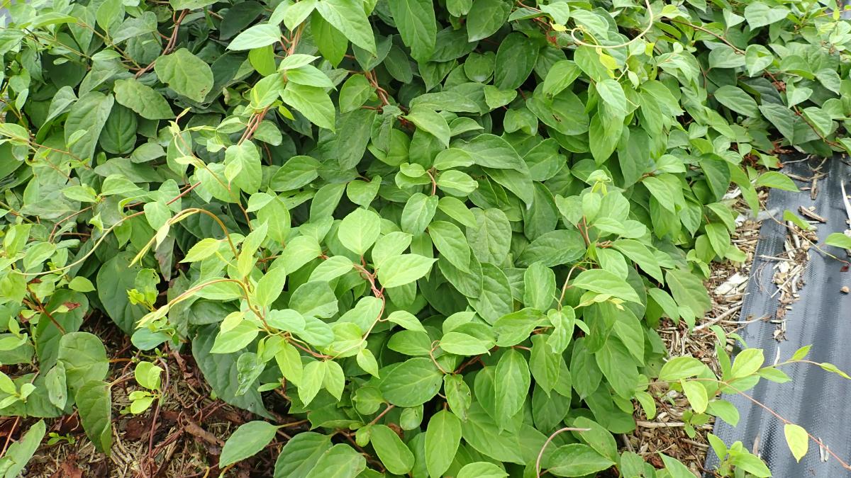 SCHISANDRA CHINENSIS FRUIT EXTRACT